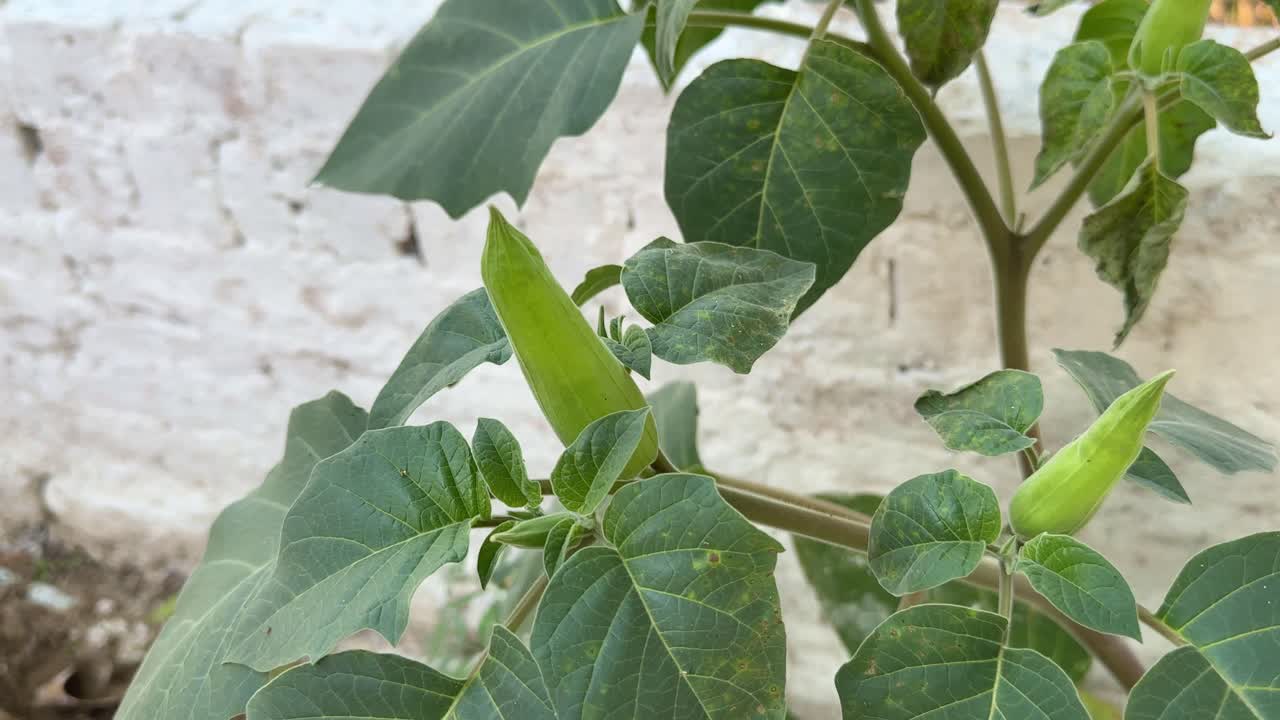 Flower Buds of Datura stramonium, known by the common names thornapple, jimsonweed, or devil's trumpet, is a poisonous flowering plant