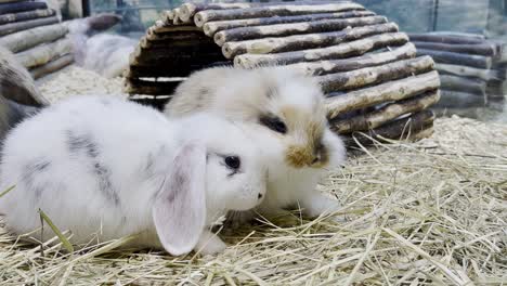 little fluffy eared rabbits are sitting on dry hay. beautiful bunnies
