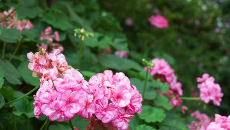 Enfoque-En-Rack-Capturando-Hermosos-Geranios-Rosados-Supervivientes®-Plantas-Con-Flores-De-Batik-Rosa-Que-Florecen-En-El-Ambiente-Del-Invernadero,-Primer-Plano