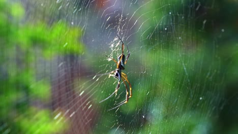 Slow-motion-close-up-profile-shot-of-a-black-female-orb-weaver-spider-resting-on-a-spider-web-in-a-jungle-at-the-Lapa-Doce-cave-in-the-Chapada-Diamantina-National-Park-in-Bahia,-northeastern-Brazil