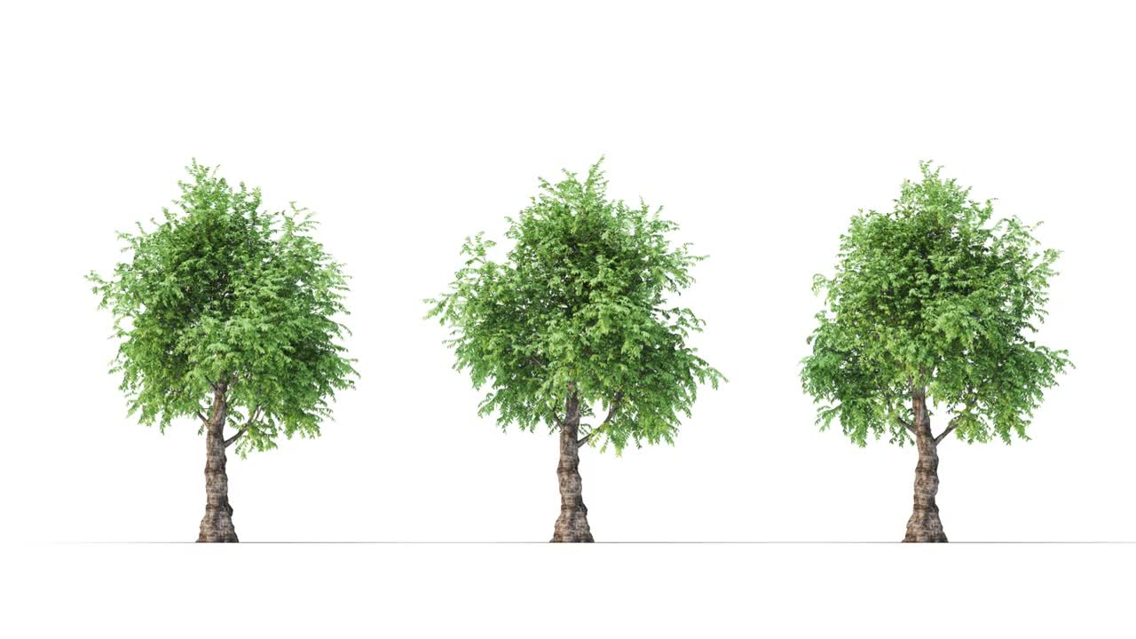 매트 알파와 함께  바탕에 있는 나무