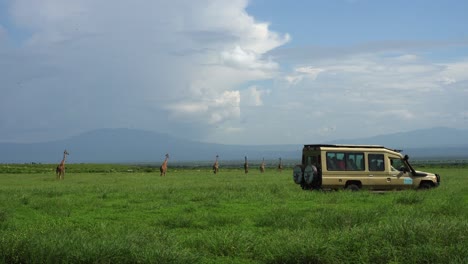 Handgehaltene-Aufnahme-Einer-Gruppe-Von-Giraffen,-Die-Die-Offene-Wildnis-Erkunden,-Mit-Einem-Safariauto-Im-Vordergrund-In-Tansania