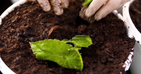 Male-Botanist-Planting-Saplings-In-Pots-5