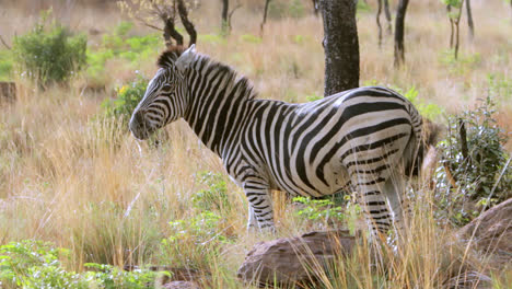 african zebra feeding in tall grass in south africa. it has got the distinct brown or so called shadow stripes.