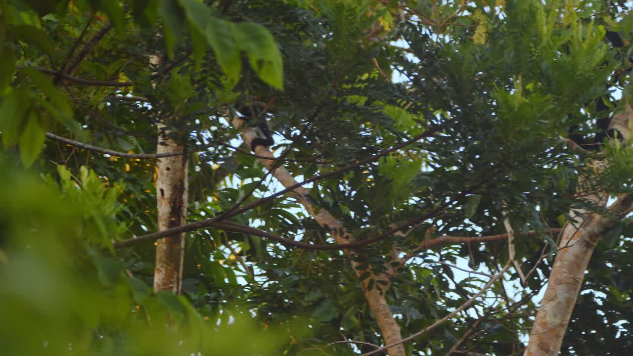 A small troupe of black spider monkeys navigates the canopy in Peru’s lush Amazon rainforest.