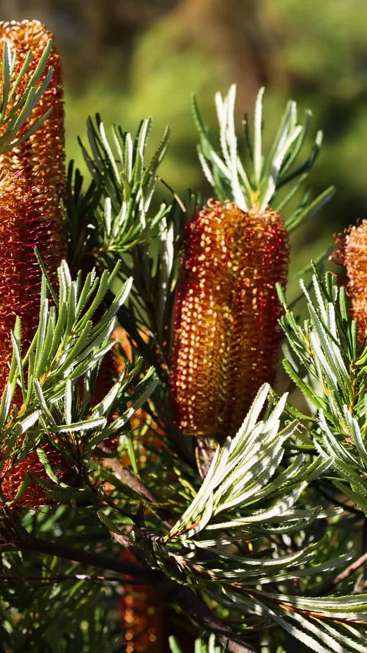 Primo piano di una pianta di banksia in un ambiente naturale