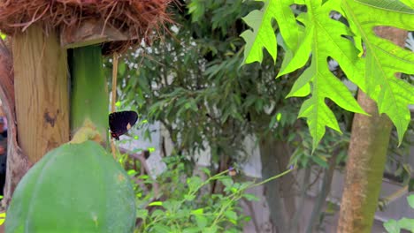 una mariposa con un patrón especial se sienta en una planta