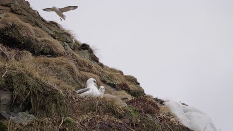 Eissturmvogel-Nistet-Auf-Einer-Schroffen-Klippe,-Während-Andere-Im-Hintergrund-Fliegen