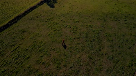 long shadow horse in meadow