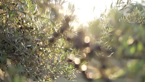 cinematic close up olive grove at golden hours with sun flare and bokeh