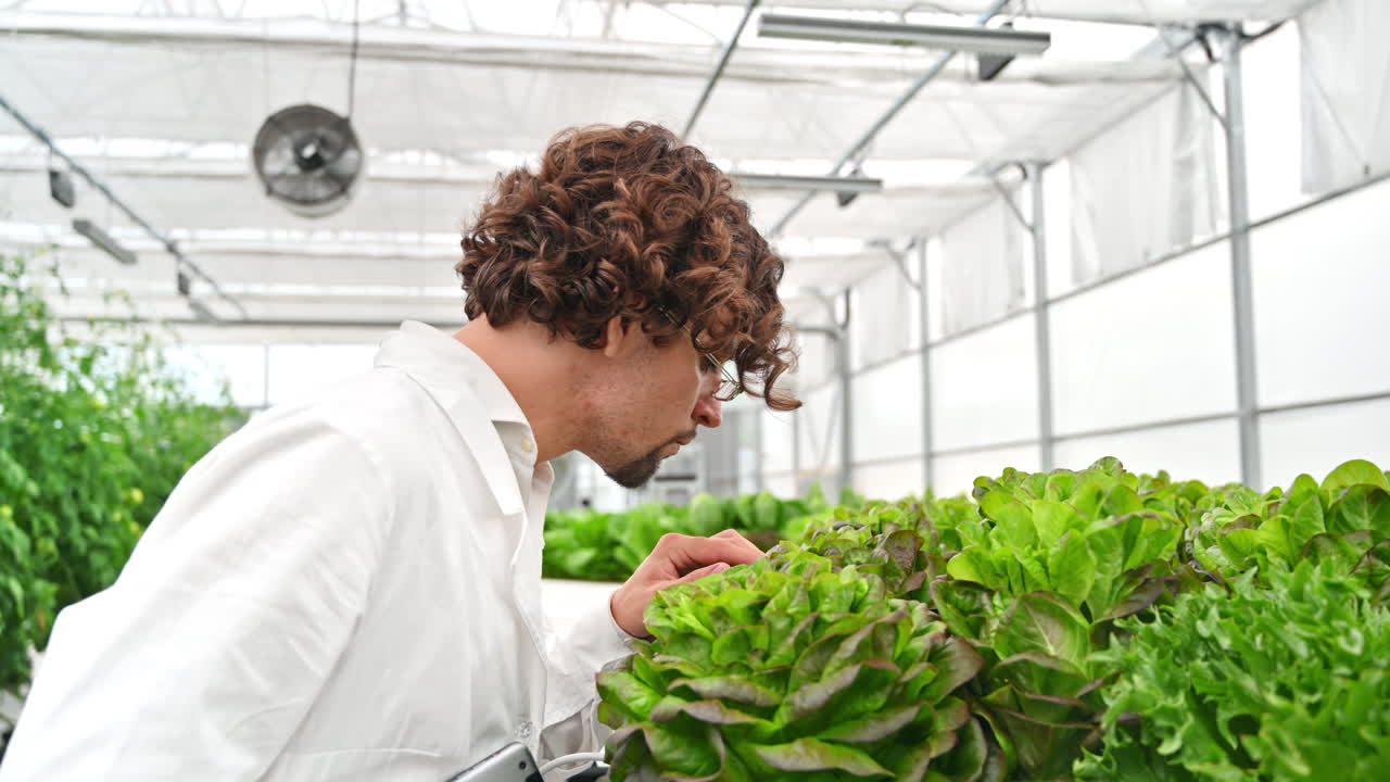 Laboratory technician in a white coat, holding a tablet while analysing plants grown with the Hydroponic method in a greenhouse