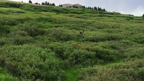 Aerial-orbit-around-moose-walking-through-deep-shrub-brush-on-hillside-of-mountain