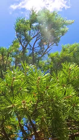 lush green tree against a bright blue sky