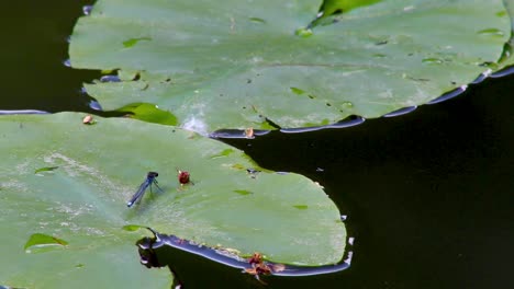 Azure-Damselfly-Ruht-Auf-Einem-Seerosenblatt-Am-Ashwell-Canal-In-Der-Nähe-Von-Oakham-In-Der-Grafschaft-Rutland,-England,-Großbritannien