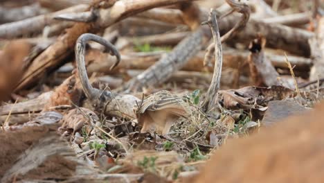 rock sparrow in ground finding food