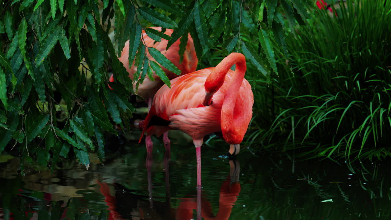 Close up of beautiful, pink flamingo standing in water at a zoo
