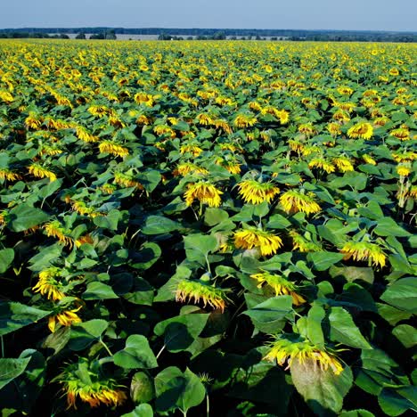 campo de girasol
