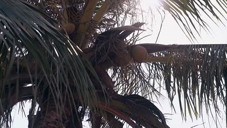 brown ripe coconut fruits hang on tall palm with big leaves