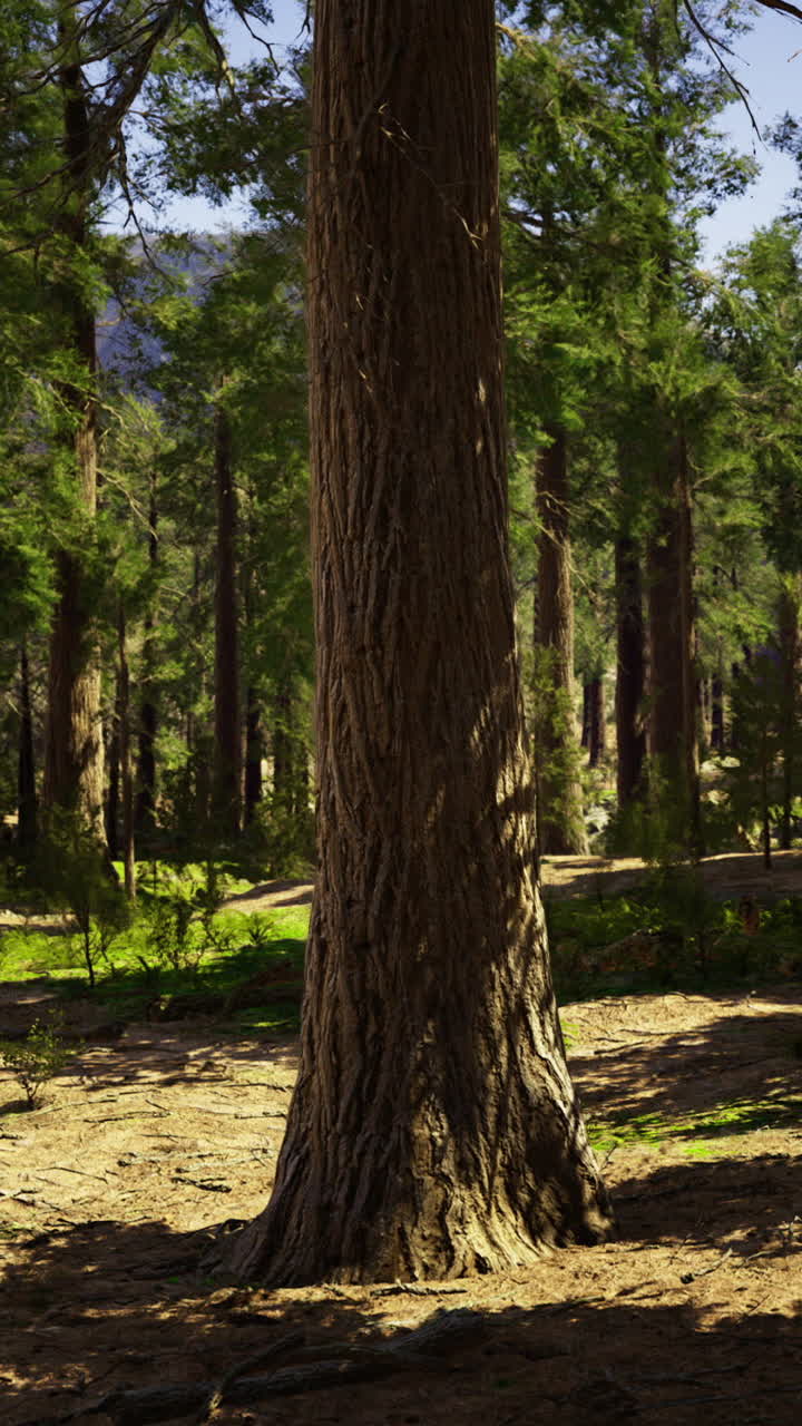 Sunlight filters through towering trees in a lush forest sanctuary