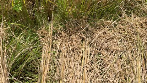 rural area rice parts of stem seeds anatomy of agriculture product bunch of rice in the paddy field in iran local people life working concept and nature environment natural rural life country side