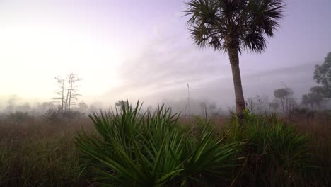 Palmeras-Y-Follaje-Al-Amanecer-En-Los-Everglades-De-Florida