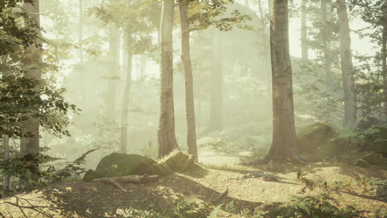 빛이 비치는 숲을 가로질러 가는 길