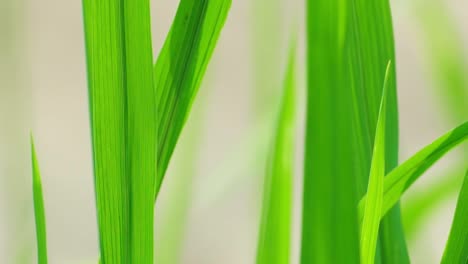 a close-up of several blades of green paddy grass wavering in the breeze