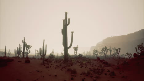 desert landscape at twilight illuminated by soft light against silhouettes