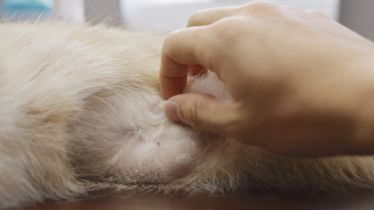 사랑스러운 고양이의 배를 만지는 근접 촬영
