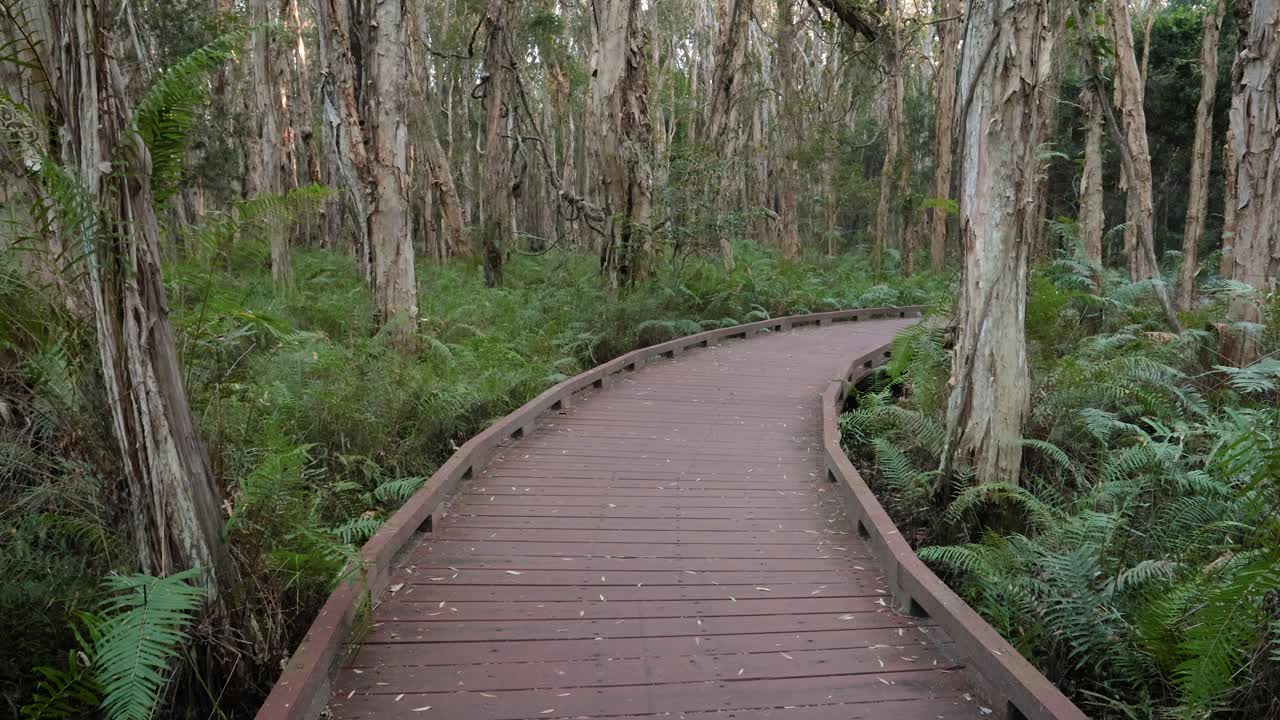⁇ 드헬드 와이드  ⁇  멜라레우카 보드워크 트레일,  ⁇ 바바 호수 보호 공원, 골드 코스트,  ⁇ 즈랜드