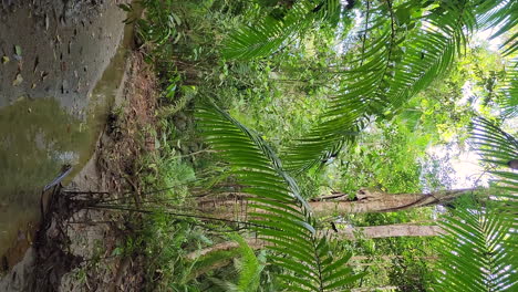 video vertical de un dron volando a baja altura sobre un arroyo de la jungla en panamá con palmeras y otros tipos de vegetación
