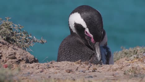 close up shot of magellanic penguin cleaning himself during beautiful weather outside in nature