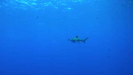 Tiburón-Oceánico-De-Punta-Blanca-Que-Pasa-En-El-Océano-Azul-En-El-Mar-Rojo