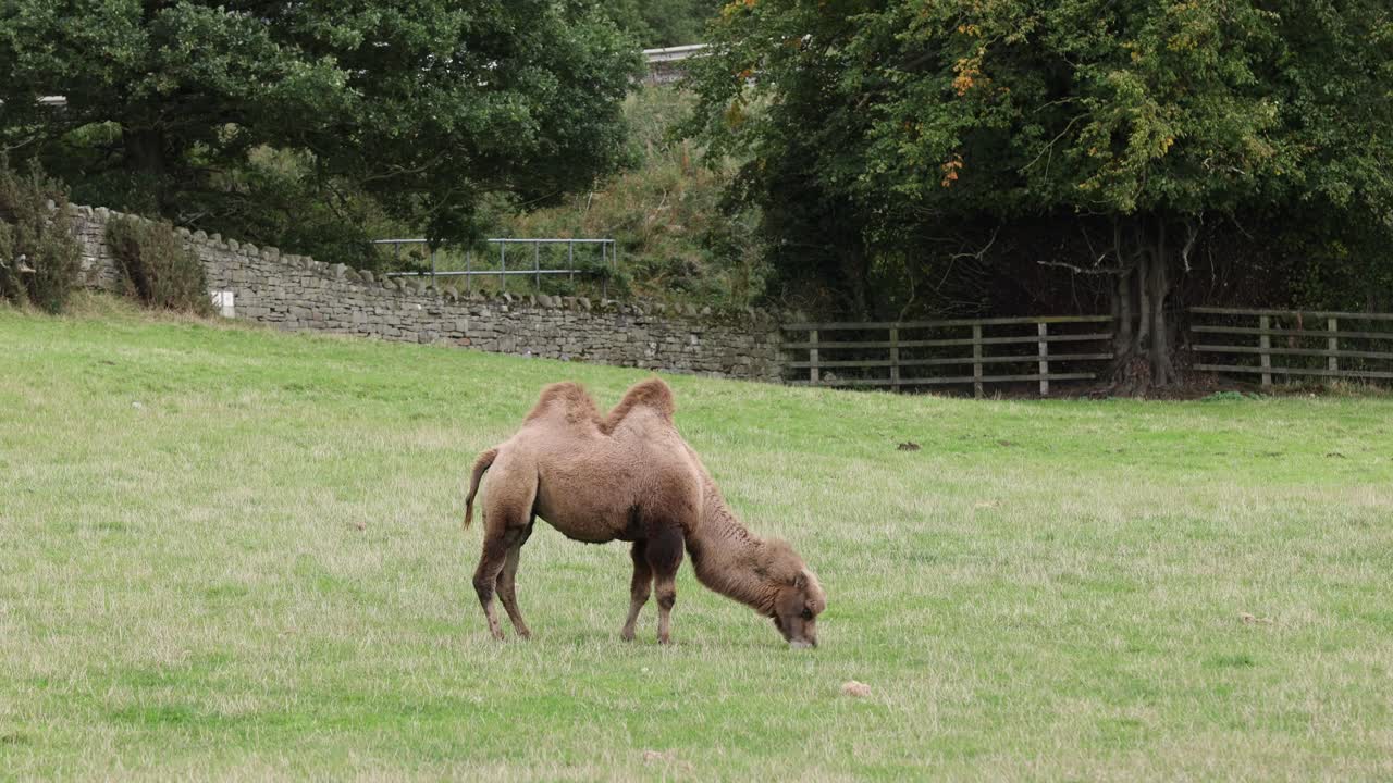 foto estática de un camello pastando en hierba nutritiva en un prado en inglaterra