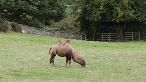Statische-Aufnahme-Eines-Kamels,-Das-Auf-Nahrhaftem-Gras-Auf-Einer-Wiese-In-England-Grast