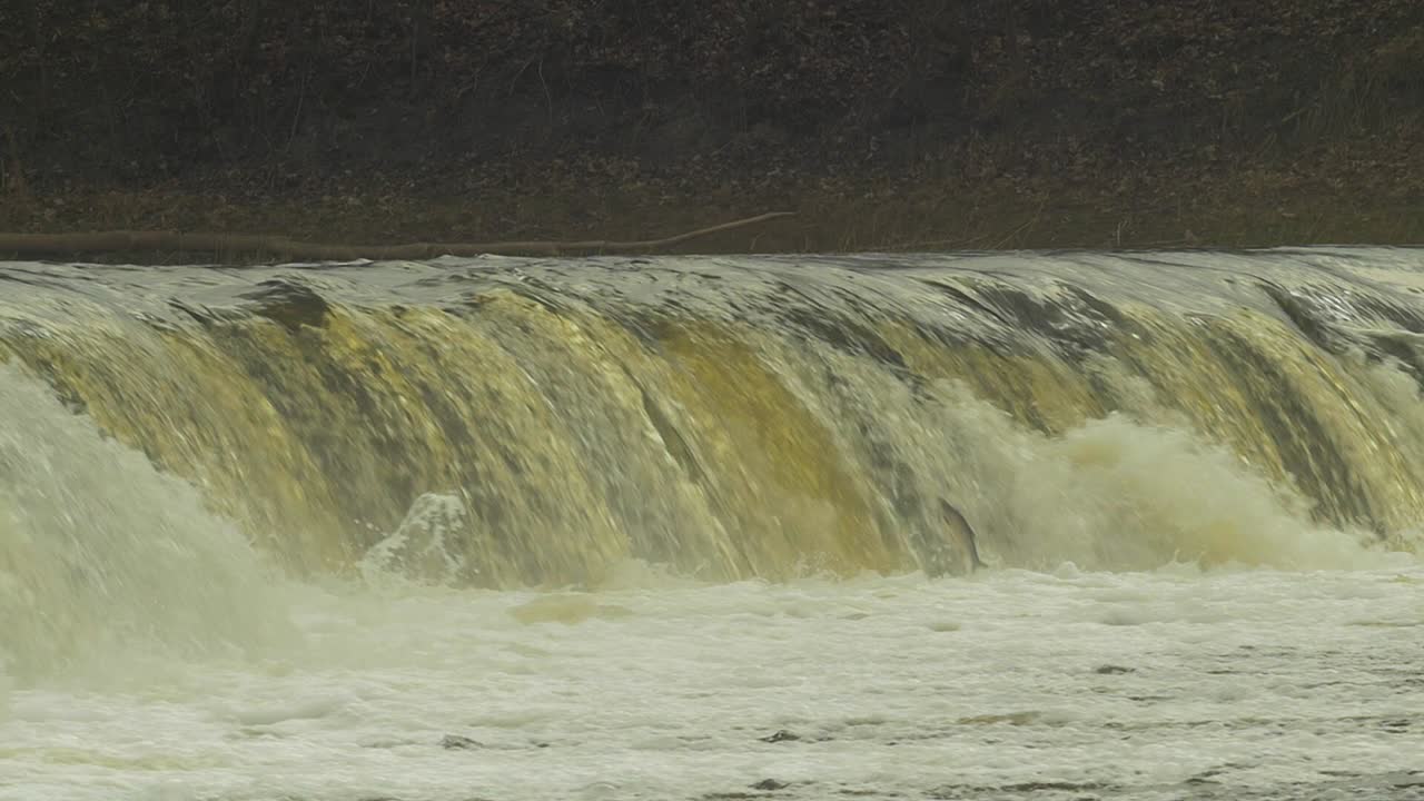 Vimba fish in Kuldiga, medium slow motion shot from the distance