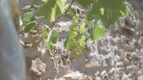 algunas uvas verdes frescas y jóvenes colgando de la planta de uva