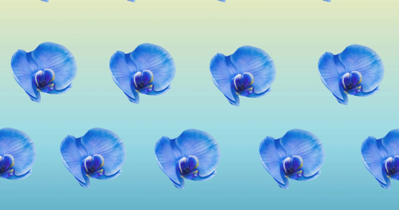 Composition of rows of blue flowers moving on blue background