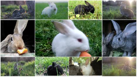 little white easter bunny with black ears sitting in a decorative grass basket on a green background