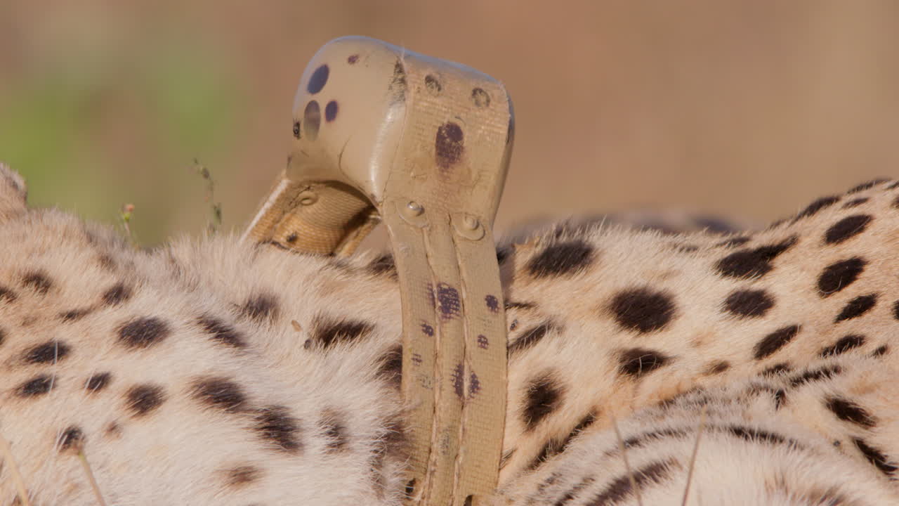 Close up shot of a cheetah's collar on the neck