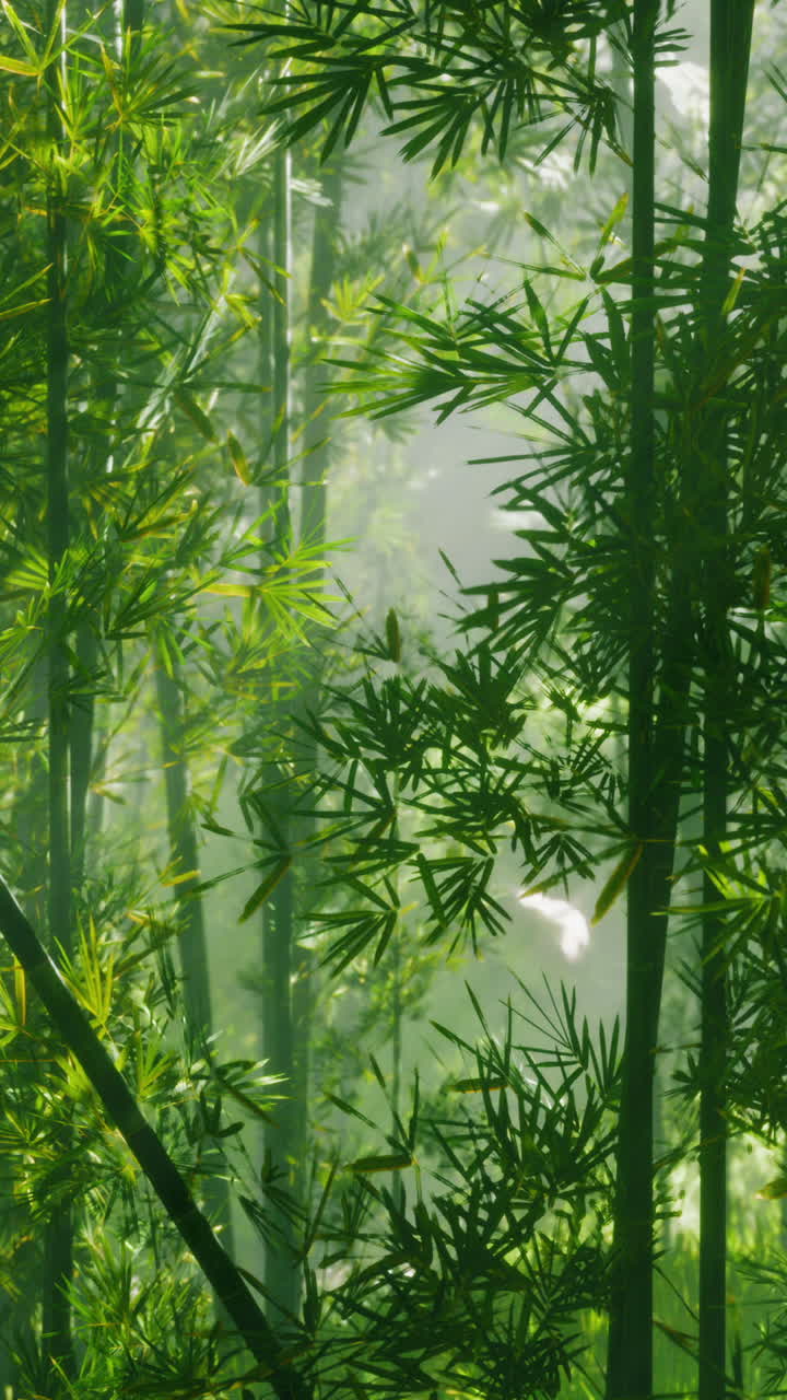 un bosque de bambú con niebla