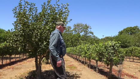 an elderly farmer inspects his fruit trees and vineyards on a ranch near lompoc california