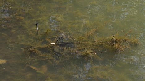 myriophyllum spicatum underwater invasive plant submerged, algae water