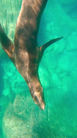 primer plano de un ternero de foca juguetón nadando en el océano con agua clara