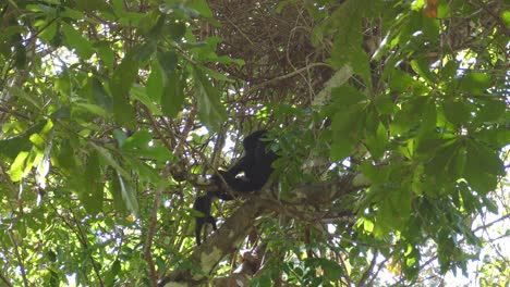 Baby-Mantled-Howler-Monkey-climbing-on-the-tree-branches-while-his-mother-sits-in-the-canopy