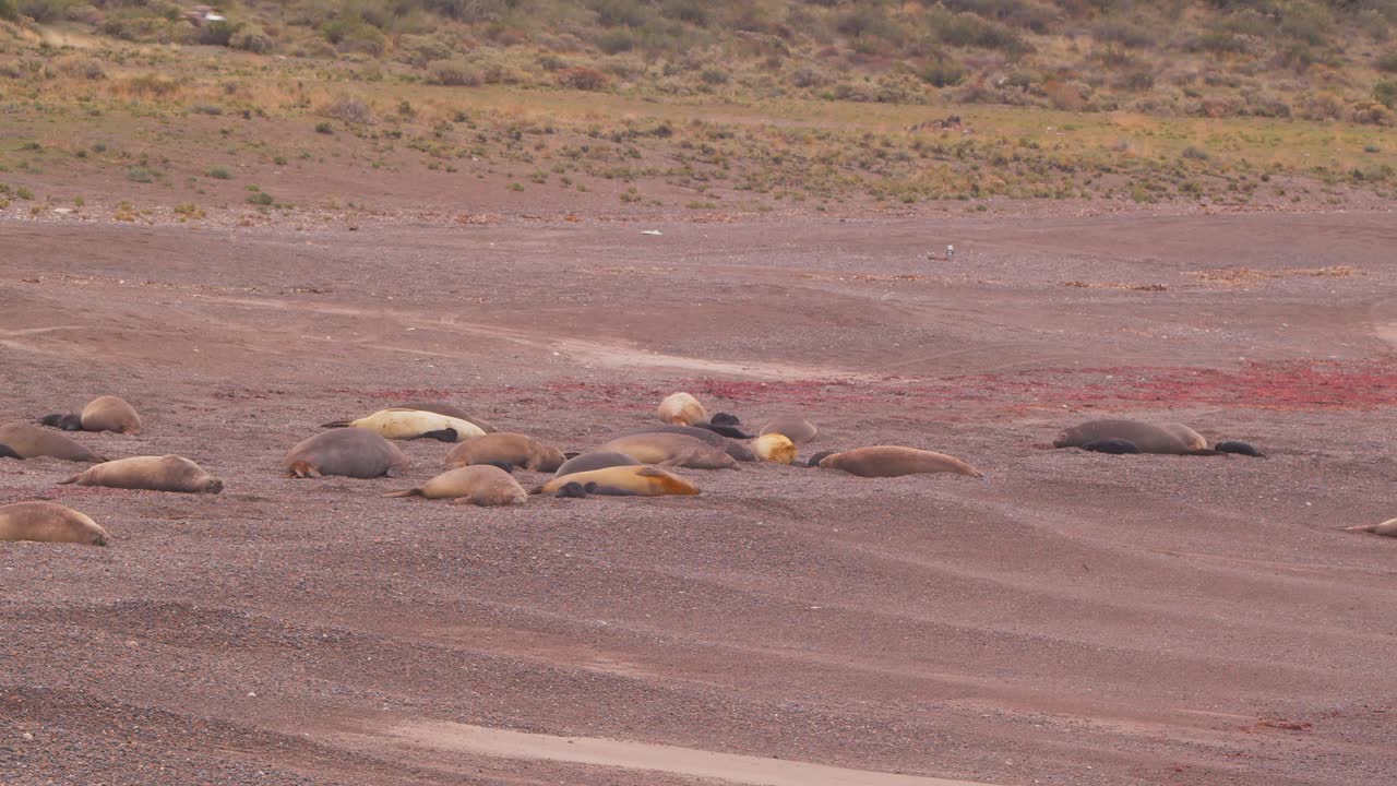 코끼리 바다표범이 잠을 자고 바다표범이 날아다니는 해변의 넓은  ⁇   ⁇