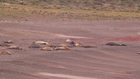 Wide-Panning-shot-of-beach-with-elephant-seals-sleeping-and-sea-gulls-flying-around