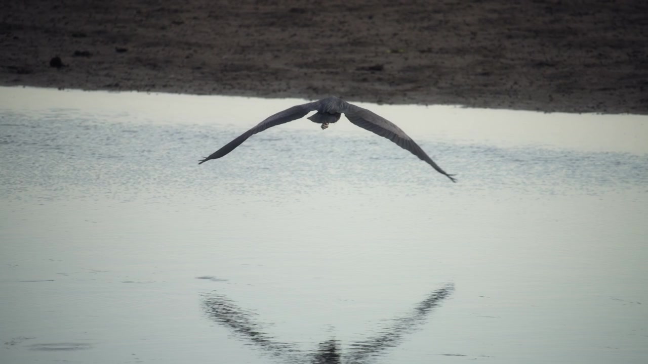 Great blue heron flying above shallow waters of the shore