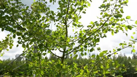 radio telescope in a forest