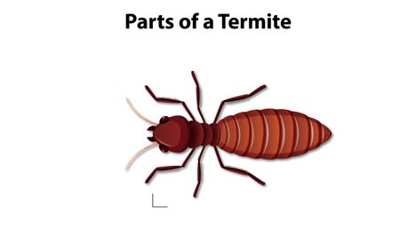 desglose detallado de las partes del cuerpo de las termitas